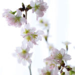 お花見を先取りするなら一足早い春を運ぶ啓翁桜♪